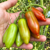 523 Sweet Casady Tomato Seeds | 1.2-2.4 in. Red Plum Cherries with Golden Stripes