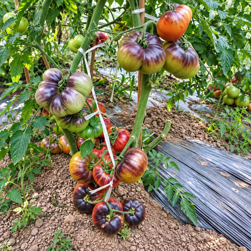 500 Lollipop Pink Tomato Seeds | Experimental Chupa Chups Selection | 3.5–8.8 oz Pink-Purple Slicers