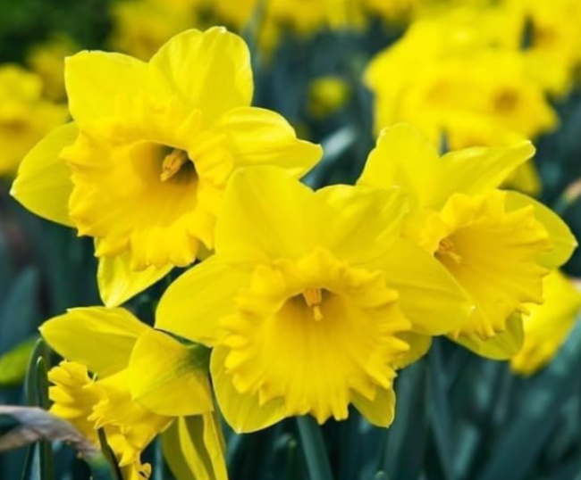 Dutch Master Yellow Daffodil Bulbs | Narcissus pseudonarcissus | Spring Blooming, Hardy Perennial