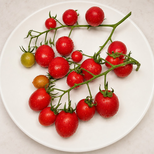 524 Ukrainian Cherry Tomato Seeds | 0.4-0.7 oz Deep Pink Cherry Tomatoes