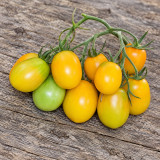 517 Pastel Sleeves Tomato Seeds | 2.8–5.3 oz Variegated Plum Fruits