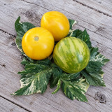 501 Sweet Splash Electra Tomato Seeds | Variegated Dwarf | 1.1–2.8 oz Yellow Striped Fruits