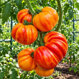 Seed Lot 518 Tomato Seeds | 5.3–14.1 oz Deeply Ribbed Red-Gold Bicolor Tomatoes