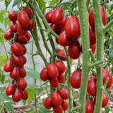 502 Chocolate Bunny Tomato Seeds | Chocolate-Brown Cocktail Plums Up to 2.1 oz