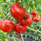 520 Jeff Davis Tomato Seeds | 10.6–17.6 oz Pink Heirloom Beefsteaks