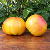 506 Pink Lemon Tomato Seeds | 10.6-15.9 oz Yellow-Pink Bicolor Beefsteaks