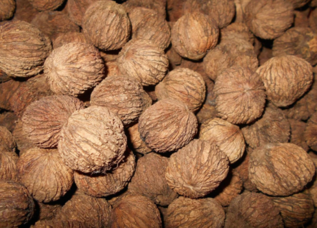 Wild Virginia Black Walnut Seeds | Juglans nigra | In-Shell Nuts, Wildlife Squirrel Food, Fall Harvest