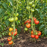 514 Shpynell Tomato Seeds | 1.8–5.3 oz Pink Heart-Shaped Fruits