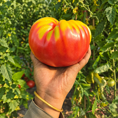 490 Grandma's Honey Tomato Seeds | Large Heirloom Beefsteaks | Up to 17.6 oz Pink or Striped Fruits