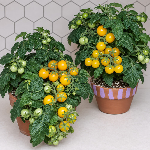484 Micro Dwarf Pinocchio Orange Tomato Seeds | 8–12 in. Plants | Bright Orange Cherry Tomatoes