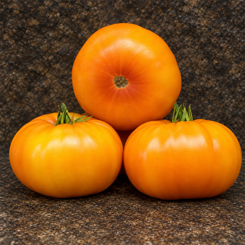 479 Rozella Tomato Seeds | 10.6–21.2 oz Yellow-Red Bicolor Beefsteaks