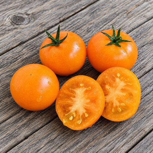 450 Orange Pixie Tomato Seeds | Compact Determinate Patio Tomato | Golden-Orange Fruits
