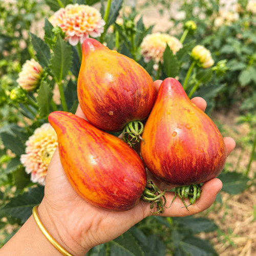 483 Eden's Garden No. 6 F5 Tomato Seeds | 5.3–10.6 oz Yellow-Orange Hearts with Red Stripes