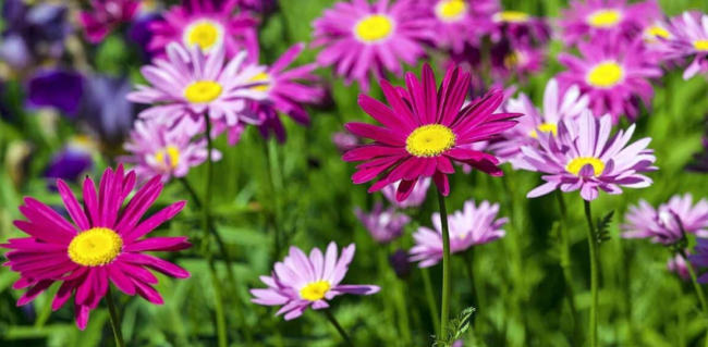 Painted Daisy Seeds | Tanacetum coccineum | Colorful Perennial Blooms, Pollinator Friendly