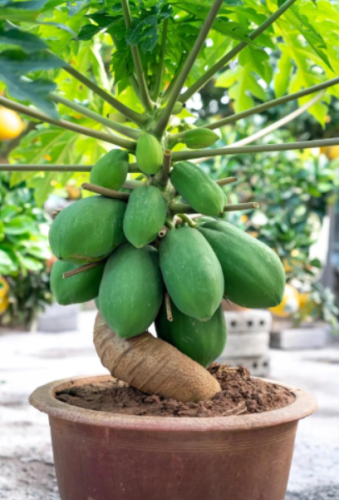 Dwarf Solo Waimanalo Papaya Seeds | Carica papaya | Fast Fruiting, Compact, Indoor & Tropical Garden Plant