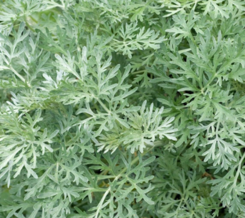Wormwood Seeds | Artemisia absinthium | Aromatic Perennial Herb, Drought Tolerant, Ornamental Foliage