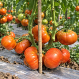 459 Maf's Brown #9 Tomato Seeds | 4.2-7.1 oz Copper-Brown Beefsteak Tomatoes