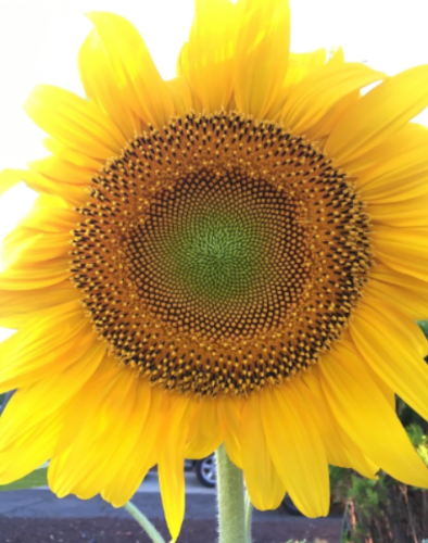 Mammoth Sunflower Seeds | Helianthus annuus | Giant 6ft Tall, Large Flower Heads