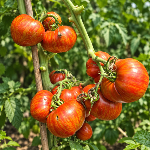 474 Dwarf Black Wizard Tomato Seeds | Compact Plant | 7.1–14.1 oz Brick-Red Beefsteaks