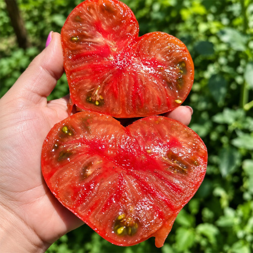 474 Dwarf Black Wizard Tomato Seeds | Compact Plant | 7.1–14.1 oz Brick-Red Beefsteaks