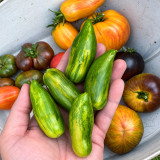 473 Favorie de Bretagne Tomato Seeds | 1.1 oz Green-and-Gold Striped Sausage Tomatoes
