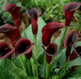 Dark Red Calla Lily Bulbs | Zantedeschia aethiopica | Elegant Trumpet Blooms