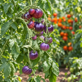 421 Ozark Sunset Tomato Seeds | 2.1-3.5 oz Pink-Purple Fruits with Indigo Marbling