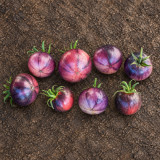 421 Ozark Sunset Tomato Seeds | 2.1-3.5 oz Pink-Purple Fruits with Indigo Marbling