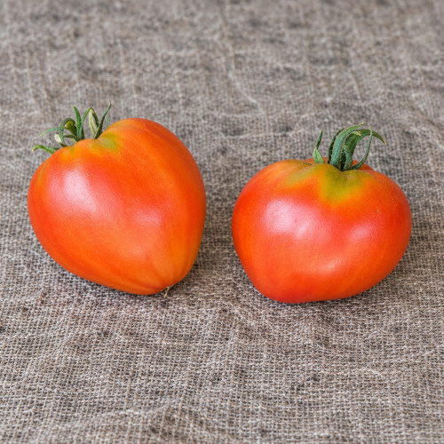 452 Dwarf Scarlet Heart Tomato Seeds | 4-6 oz Meaty Scarlet-Red Hearts