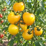 420 Sun of Moldova Tomato Seeds | Golden Round Fruits in Productive Clusters