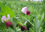 Austrian Winter Pea Seeds | Pisum sativum subsp. arvense | Cold Hardy Cover Crop, Nitrogen Fixing