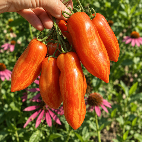 447 Dwarf Pepper Like Striped Tomato Seeds | 1.2-3.2 oz Red-and-Gold Paste Tomatoes