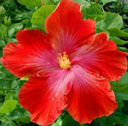 Red Hardy Hibiscus Seeds | Hibiscus rosa-sinensis | Large Showy Blooms, Hardy Perennial