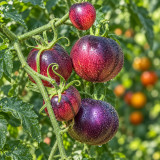 421 Ozark Sunset Tomato Seeds | 2.1-3.5 oz Pink-Purple Fruits with Indigo Marbling
