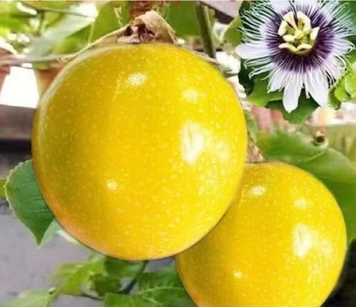 Golden Passion Fruit Seeds | Passiflora ligularis | Sweet Granadilla, Sweet Tropical Fruits