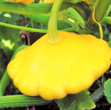 Sunburst Yellow Patty Pan Squash Seeds | Cucurbita pepo | Bush Type, Scalloped Yellow Fruits