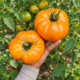 417 Golden Cat Tomato Seeds | Deep Golden Orange Beefsteak, 7.1–14.1 oz