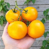 420 Sun of Moldova Tomato Seeds | Golden Round Fruits in Productive Clusters