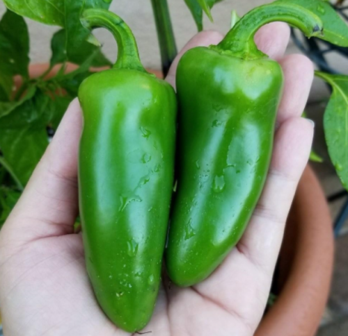 Mucho Nacho Jalapeno Pepper Seeds | Large Thick-Walled Pods, Medium Heat, Heavy Yielding