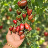 401 Violet Heart Cherry Tomato Seeds | 0.5–0.7 oz Purple-Red Heart Fruits