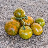 412 Dwarf Jeremy's Stripes Tomato Seeds | 2.1–4.2 oz Orange Fruits with Green Stripes
