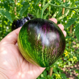 441 Rebel Starfighter VT16 Tomato Seeds | 3.5-10.6 oz Green Hearts with Indigo Shoulders