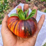 437 Blue Flame Tomato Seeds | 2.1-4.2 oz Red Fruits with Blue-Black Shoulders and Gold Flecks
