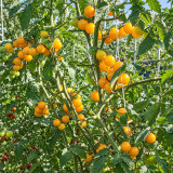 403 Yellow Cherry Potato Leaf Tomato Seeds | 0.35–0.53 oz Bright Yellow Fruits