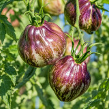 441 Rebel Starfighter VT16 Tomato Seeds | 3.5-10.6 oz Green Hearts with Indigo Shoulders