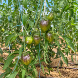 441 Rebel Starfighter VT16 Tomato Seeds | 3.5-10.6 oz Green Hearts with Indigo Shoulders