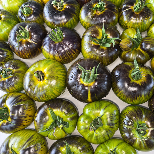 411 Xanadu Green Goddess Tomato Seeds | 3.5–6.3 oz Green Fruits with Blue-Black Shoulders