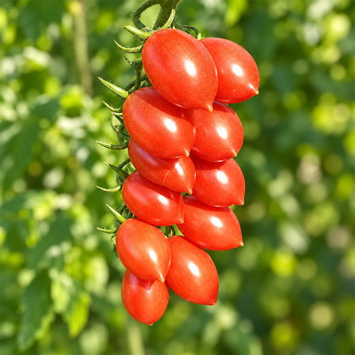 402 Mini San Marzano Tomato Seeds | 0.7–0.9 oz Red Mini Plum Fruits