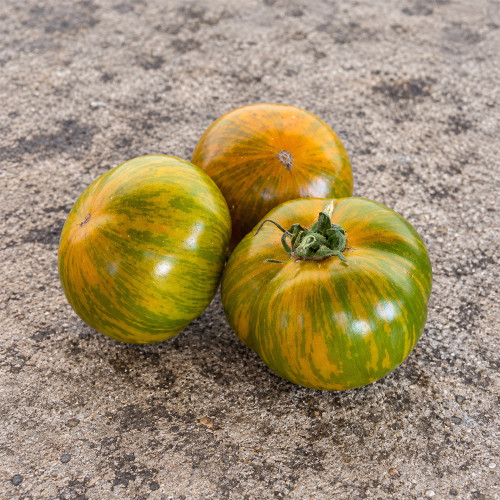 412 Dwarf Jeremy's Stripes Tomato Seeds | 2.1–4.2 oz Orange Fruits with Green Stripes