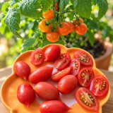 402 Mini San Marzano Tomato Seeds | 0.7–0.9 oz Red Mini Plum Fruits